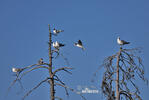 Burung Camar Topeng Hitam