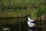 Burung Camar Topeng Hitam