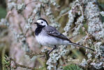 Burung Pipit Pelanduk