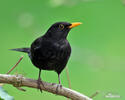 Burung sikatan hitam