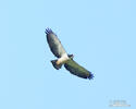 Buteo brachyurus