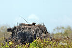 Buteo galapagoensis