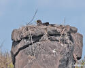 Buteo galapagoensis