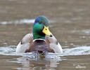 Canard colvert