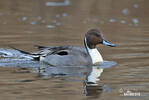 Canard pilet