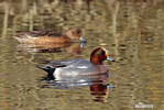 Canard siffleur