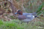 Canard siffleur