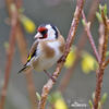 Carduelis carduelis