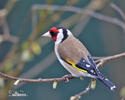 Carduelis carduelis