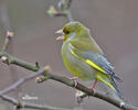 Carduelis chloris