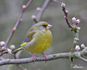 Carduelis chloris