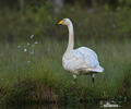 Cigno selvatico