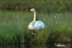 Cisne cantor