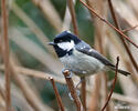 Coal Tit