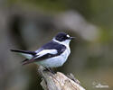 Collared Flycatcher