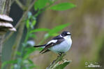 Collared Flycatcher