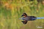 Common Goldeneye