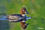 Common Goldeneye