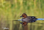 Common Goldeneye