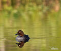 Common Goldeneye