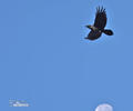 Common Raven