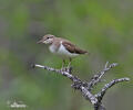 Common Sandpiper