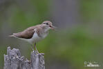 Common Sandpiper