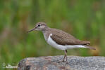 Common Sandpiper