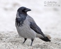 Corvus cornix