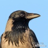 Corvus cornix