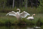 Cygne chanteur