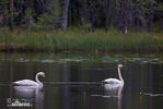 Cygne chanteur