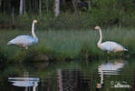 Cygne chanteur