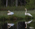 Cygne chanteur