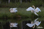 Cygne chanteur