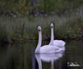 Cygne chanteur