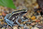 Dendrobates tinctorius Graubeiner