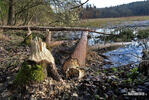 European Beaver