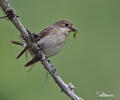 Ficedula hypoleuca