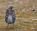 Fieldfare