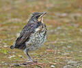 Fieldfare