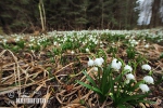 Frühlings-Knotenblume