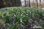 Frühlings-Knotenblume