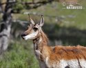 Gabelbock