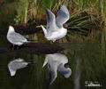 Gaviota reidora