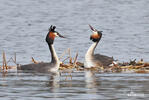 Great Crested Grebe