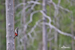 Great Spotted Woodpecker