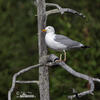 Herring Gull