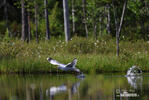 Herring Gull