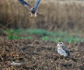 Hibou des marais